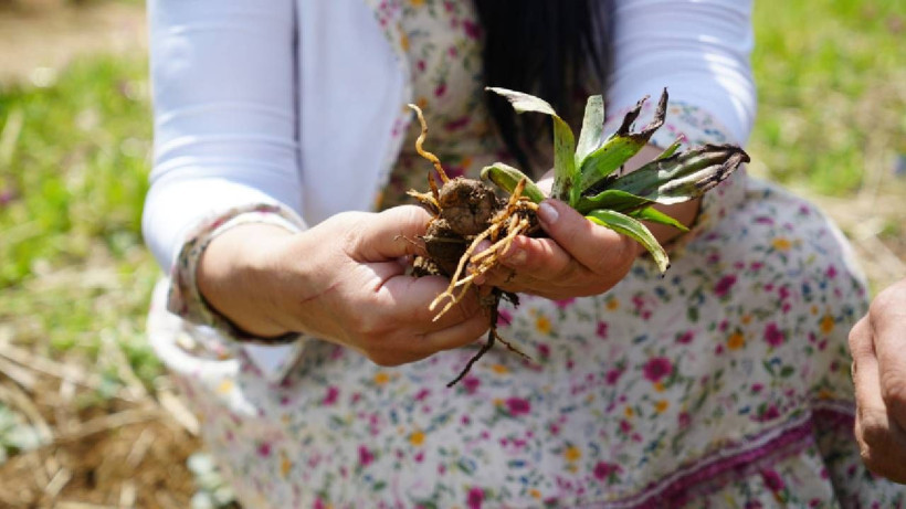 Hasat Eden Köşeyi Dönüyor: Topraktaki Altın Olarak Biliniyor, Kilosu 3 Bin TL'ye Satılıyor - Resim: 6