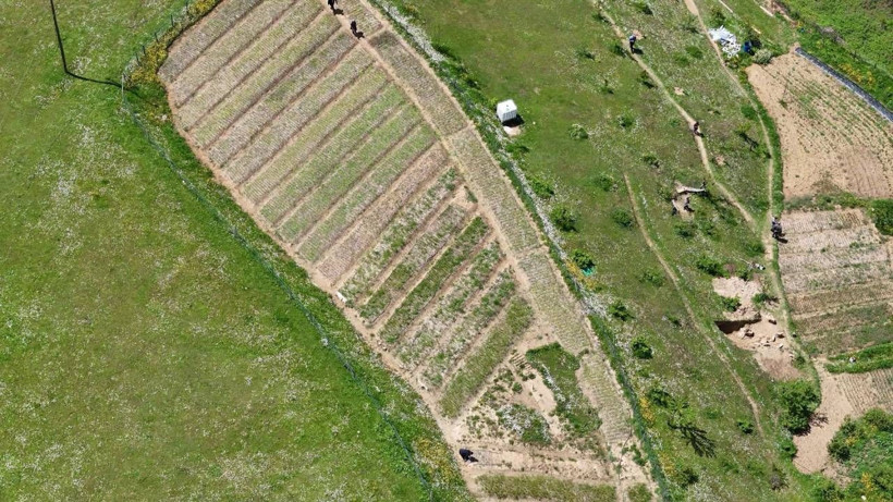 Hasat Eden Köşeyi Dönüyor: Topraktaki Altın Olarak Biliniyor, Kilosu 3 Bin TL'ye Satılıyor - Resim: 7