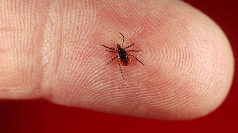 Yaz Mevsimiyle Birlikte Kene Tehlikesi Yeniden Gündeme Geldi: Nelere Dikkat Edilmeli? - Resim: 4