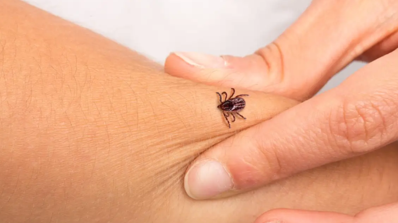 Yaz Mevsimiyle Birlikte Kene Tehlikesi Yeniden Gündeme Geldi: Nelere Dikkat Edilmeli? - Resim: 3