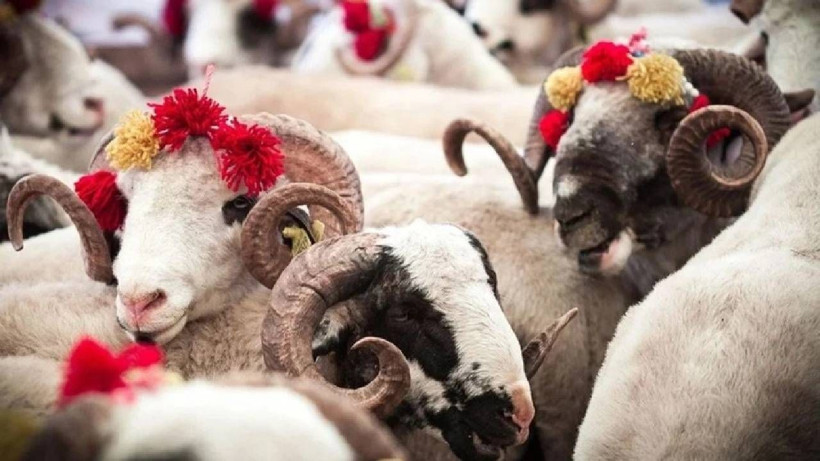 Migros 2025 Kurbanlık Fiyatları Belli Oldu: İşte Küçükbaş ve Büyükbaş Kurban Ücretleri - Resim: 2