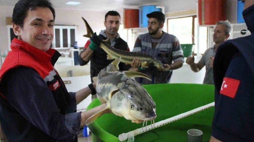 Türkiye’de Gizlice Yetiştiriliyor: 6 Yılda Hazır Hale Geliyor, Kilosu 95 Bin TL'ye Satılıyor - Resim: 2