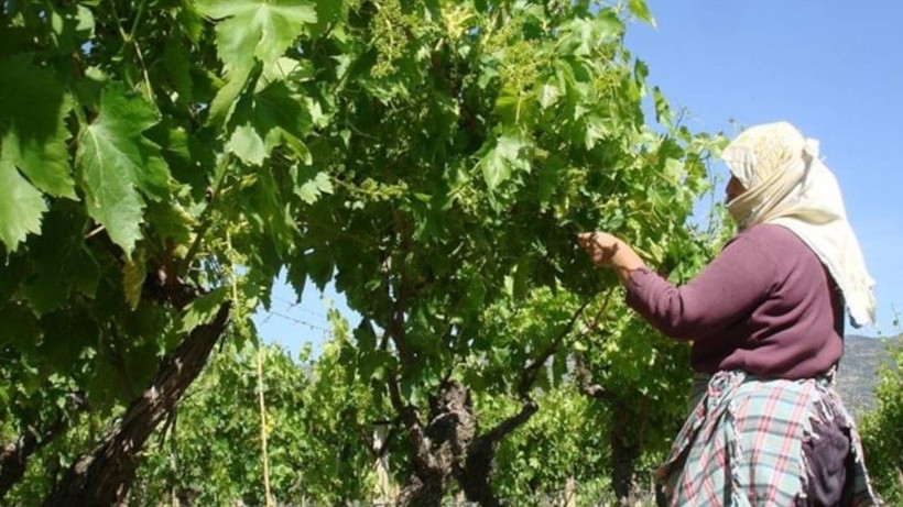 Alaşehir'de Hasat Başladı, 1 Lira Bile Masrafı Yok! Kilosu 70 Liraya Satılıyor - Resim: 1