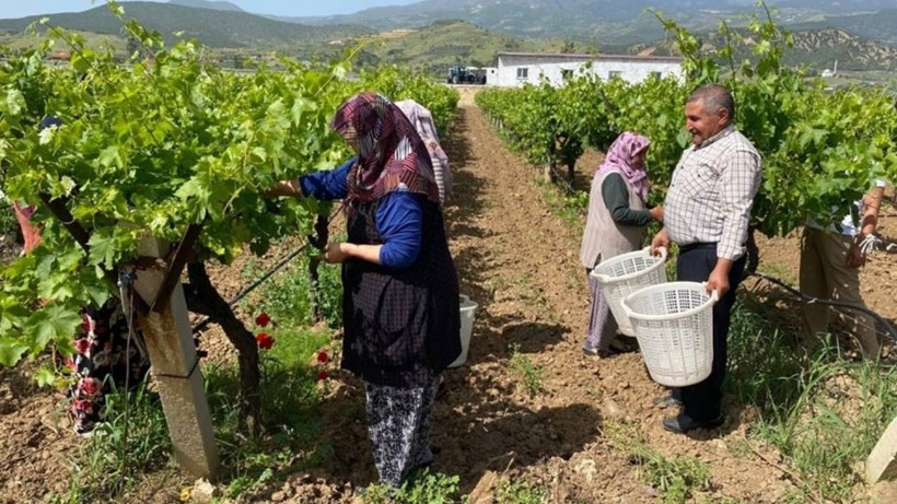 Alaşehir'de Hasat Başladı, 1 Lira Bile Masrafı Yok! Kilosu 70 Liraya Satılıyor - Resim: 2