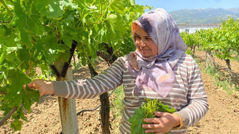 Alaşehir'de Hasat Başladı, 1 Lira Bile Masrafı Yok! Kilosu 70 Liraya Satılıyor - Resim: 3