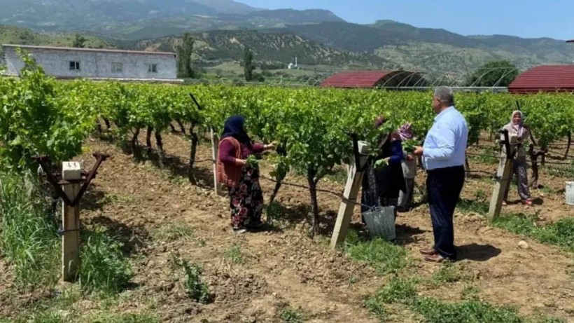 Alaşehir'de Hasat Başladı, 1 Lira Bile Masrafı Yok! Kilosu 70 Liraya Satılıyor - Resim: 4