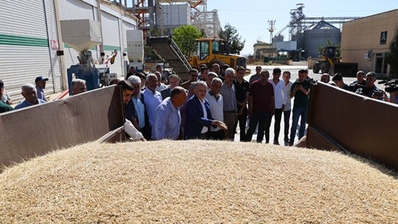 Mardin Kızıltepe'de İlk Hasat Başladı! Tonu 12 Bin Liraya Satılıyor, Rekor Olacak - Resim: 2