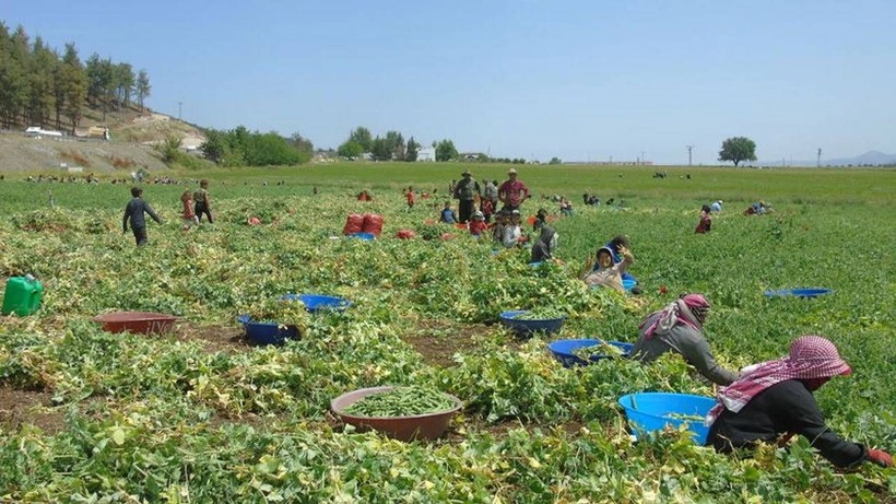 Gaziantep'te Dev Hasat Başladı! Bereketiyle Çiftçinin Yüzü Gülüyor - Resim: 2