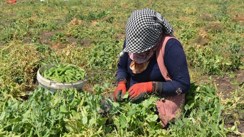 Gaziantep'te Dev Hasat Başladı! Bereketiyle Çiftçinin Yüzü Gülüyor - Resim: 3