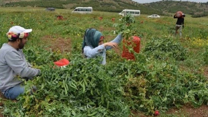 Gaziantep'te Dev Hasat Başladı! Bereketiyle Çiftçinin Yüzü Gülüyor - Resim: 4