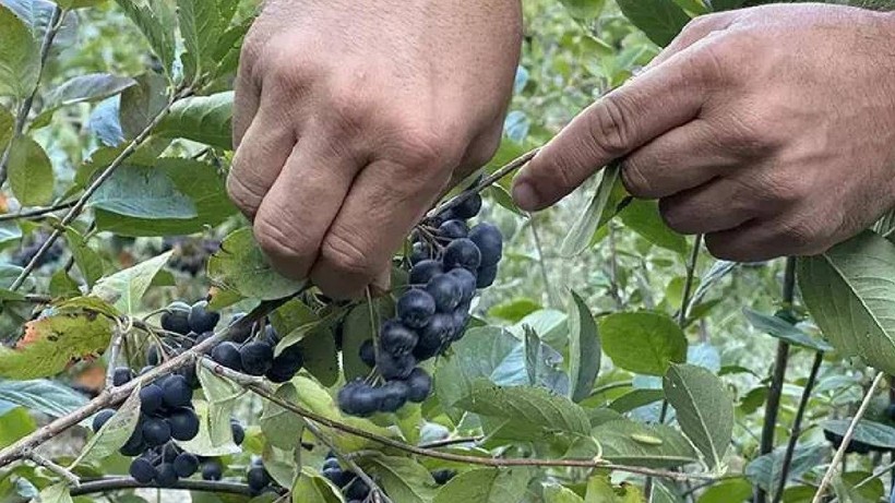 İstanbul’daki İşini Bırakıp Köye Yerleşti: Hasat Edip İnternetten Kilosunu 1000 TL’ye Satıyor - Resim: 3