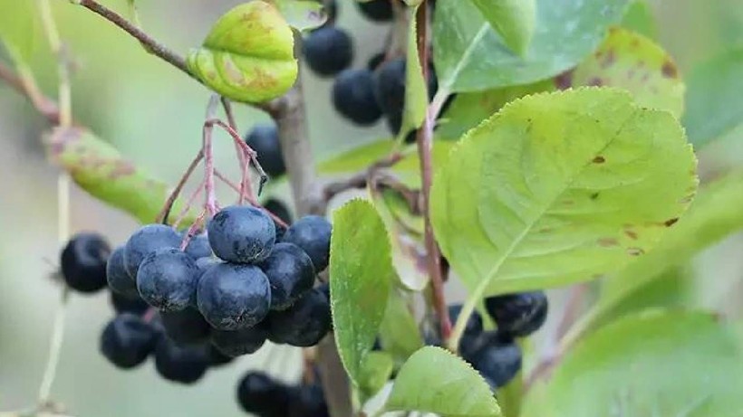 İstanbul’daki İşini Bırakıp Köye Yerleşti: Hasat Edip İnternetten Kilosunu 1000 TL’ye Satıyor - Resim: 4
