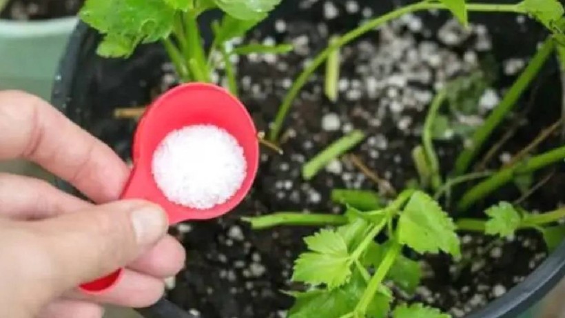 Bahçıvanların Yıllardır Sakladığı Sır Ortaya Çıktı: Bitkiye Tuz Dökmek Meğer Bu İşe Yarıyormuş - Resim : 1