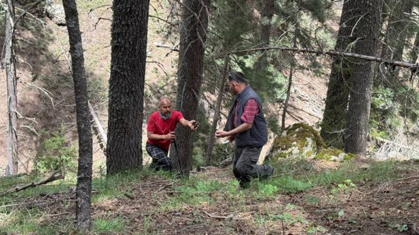 Kilosu Altınla Yarışıyor, Doğada Kendi Kendine Yetişiyor! Hasat Mevsimi Başladı - Resim: 1