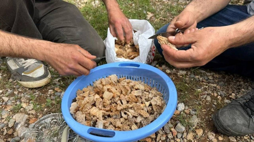 Kilosu Altınla Yarışıyor, Doğada Kendi Kendine Yetişiyor! Hasat Mevsimi Başladı - Resim: 4