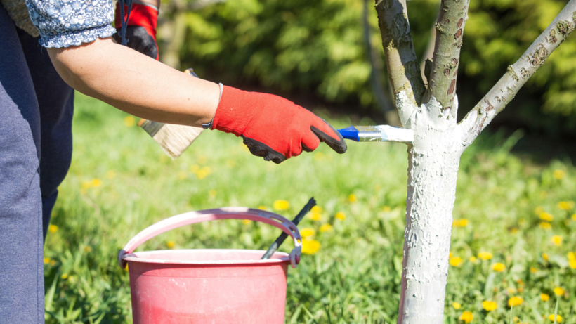 Ağaç Gövdelerine Neden Kireç Sürülüyor? İşte Sebebi Bu - Resim : 1