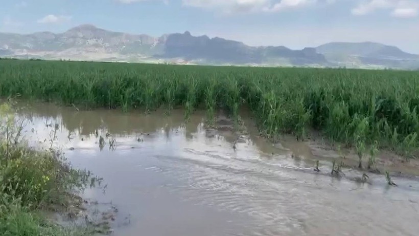 Sular Altında Kaldı... Adana'da Tarlaları Sağanak ve Dolu Vurdu - Resim : 1