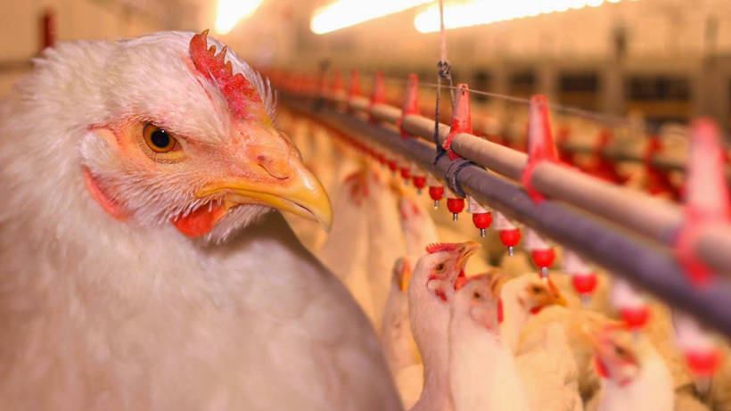 Dünyanın En Büyük Tavuk İhracatçısında Kuş Gribi Alarmı! Sektöre Büyük Darbe Vurdu - Resim: 5