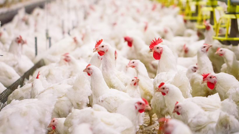 Dünyanın En Büyük Tavuk İhracatçısında Kuş Gribi Alarmı! Sektöre Büyük Darbe Vurdu - Resim: 4