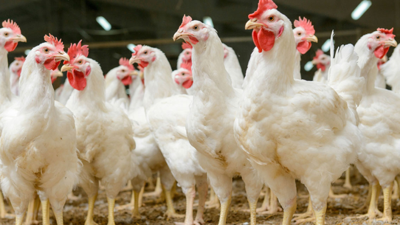 Dünyanın En Büyük Tavuk İhracatçısında Kuş Gribi Alarmı! Sektöre Büyük Darbe Vurdu - Resim: 1