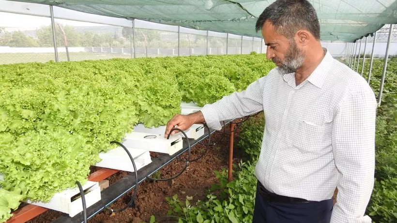 Zorluk Büyük Başarı Getirdi, 70 Günde Yapılan Hasadı 1 Aya İndirdi! Ailece Staj Yaptılar - Resim: 3