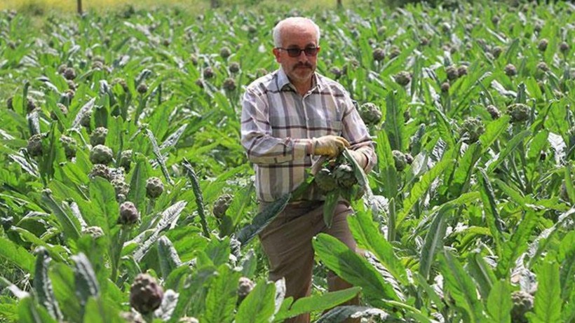 Bursa'da İlk Hasat Yapıldı Üreticinin Yüzü Gülüyor! Fiyatı İkiye Katlandı, Tanesi 70 Liradan Satılıyor - Resim: 3