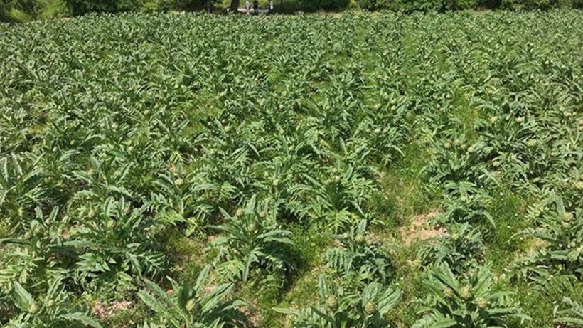 Bursa'da İlk Hasat Yapıldı Üreticinin Yüzü Gülüyor! Fiyatı İkiye Katlandı, Tanesi 70 Liradan Satılıyor - Resim: 4