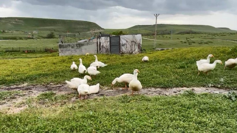 Altına Yeni Rakip Geldi: 1 Tanesi 4.500 TL'ye Satılıyor, Duyan Almak İçin Oraya Koşuyor - Resim: 4