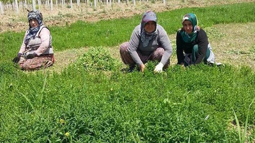 Yaz Kış Demeden Hasat Ediyor: Ne Toprak İstiyor, Ne Bahçe! Eken Bütün Yıl Topluyor - Resim: 3