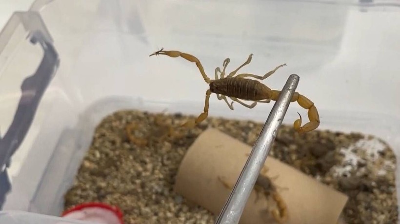 3 Ayda Tamamladı, 1 Dakikada Servet Kazandı! Her Ay Topluyor, Paraya Para Demiyor - Resim: 4