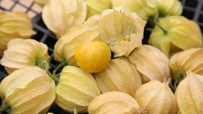 Çiçekten Meyveye Dönüşüyor, Gram Gram Satılıyor: Hasat Eden Köşeyi Dönüyor, Her Paketi Para Basıyor - Resim: 4