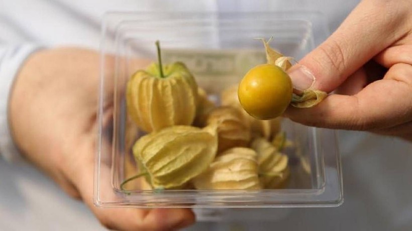 Çiçekten Meyveye Dönüşüyor, Gram Gram Satılıyor: Hasat Eden Köşeyi Dönüyor, Her Paketi Para Basıyor - Resim: 5