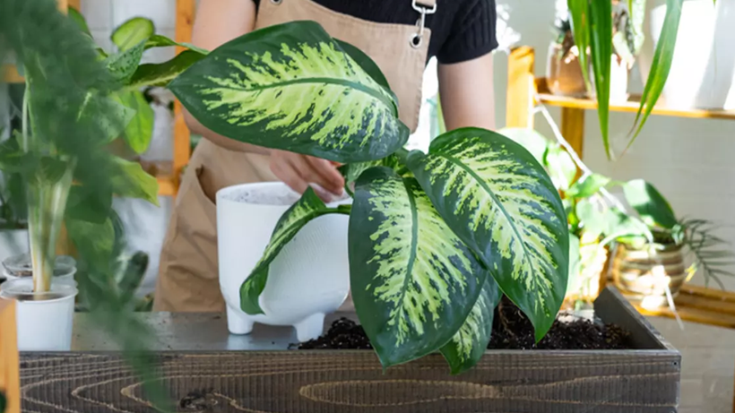 Herkesin Evinde Olan Çiçek 'Gizli Zehir' Çıktı! Meğer Yüzyıllık İşkence Yöntemiymiş - Resim : 1