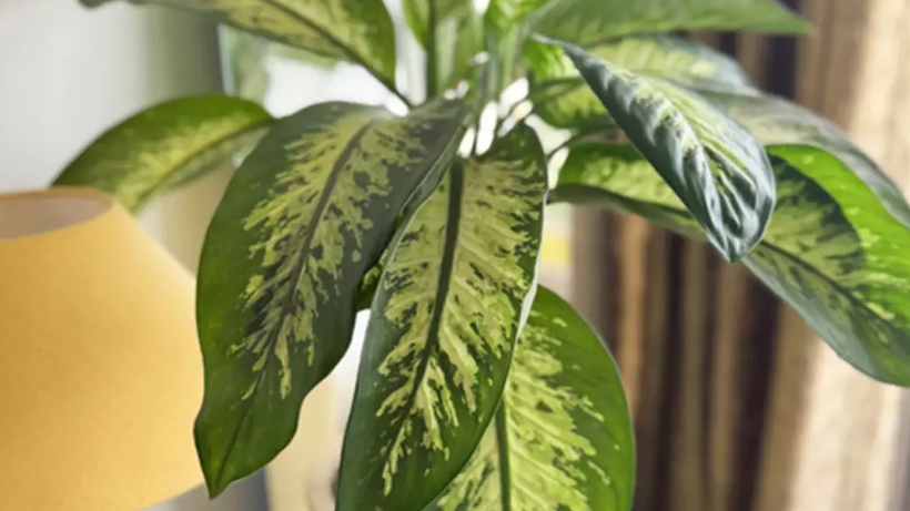 Herkesin Evinde Olan Çiçek 'Gizli Zehir' Çıktı! Meğer Yüzyıllık İşkence Yöntemiymiş - Resim : 3