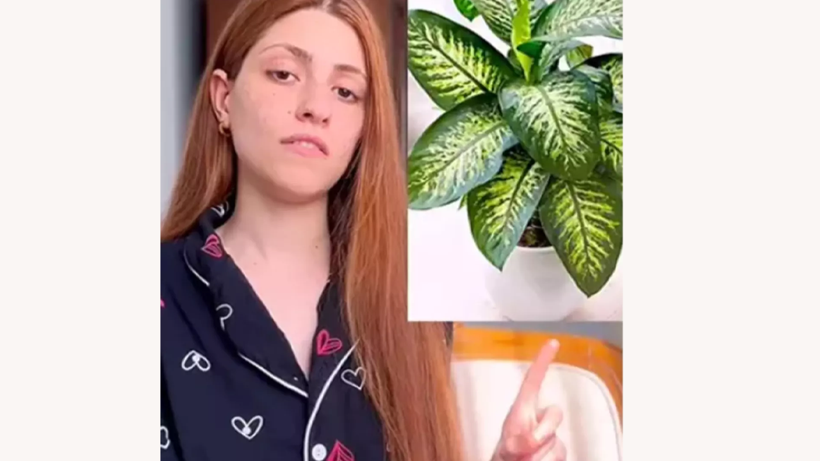 Herkesin Evinde Olan Çiçek 'Gizli Zehir' Çıktı! Meğer Yüzyıllık İşkence Yöntemiymiş - Resim : 2