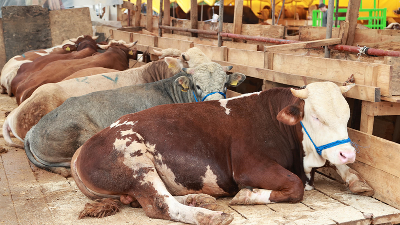 Gebze Balçık Köyü’nde Kurban Mesaisi Başladı - Resim : 1