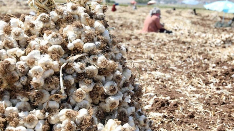 10 Bin İşçi Ordu Gibi Birden Hasat Yapıyor! Türkiye'nin En Büyük Hasadı Başladı, Tarlada 55 Markette 200 Liraya Satılıyor - Resim: 4