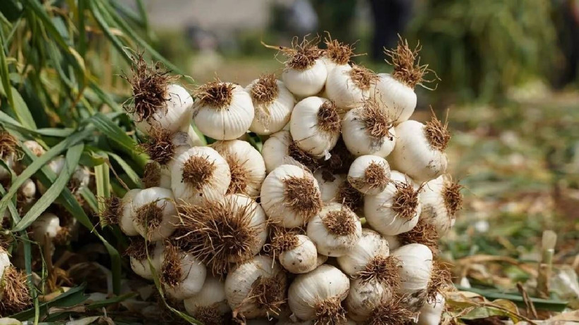 10 Bin İşçi Ordu Gibi Birden Hasat Yapıyor! Türkiye'nin En Büyük Hasadı Başladı, Tarlada 55 Markette 200 Liraya Satılıyor - Resim: 5