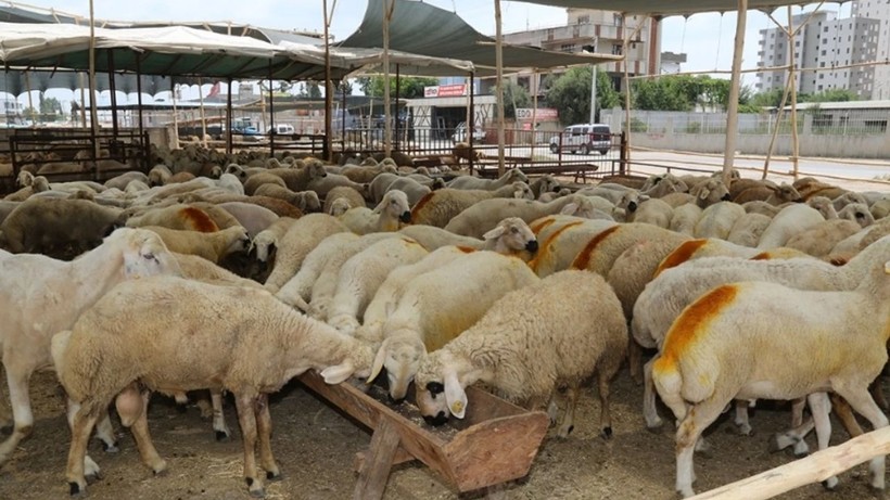Kurban Bayramı'na Sayılı Günler Kala Pazarlık Arttı! Küçükbaş Kurbanlıklar Ne Kadar? - Resim : 2