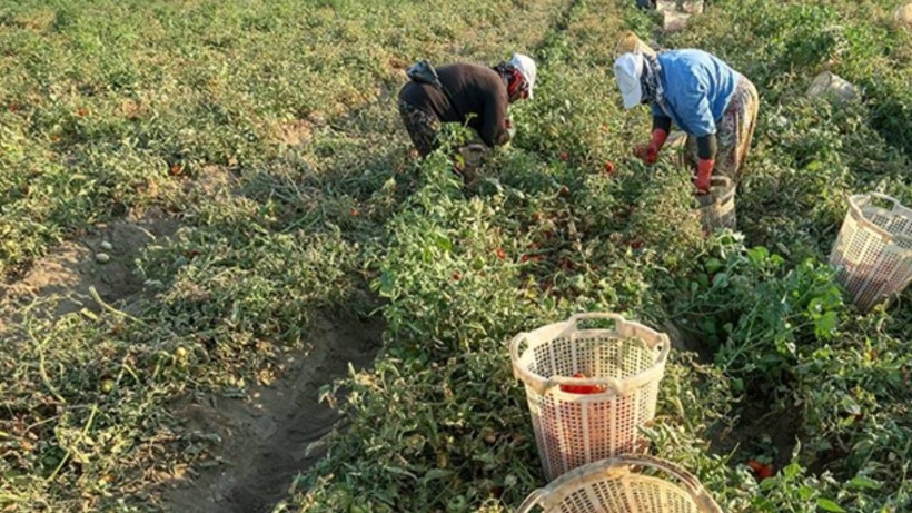 Mersin’de Örtü Altı Hasatta Sona Gelindi: Kilosu 25 Liraya Geriledi - Resim: 1
