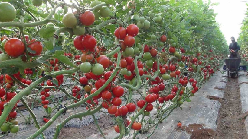 Mersin’de Örtü Altı Hasatta Sona Gelindi: Kilosu 25 Liraya Geriledi - Resim: 4