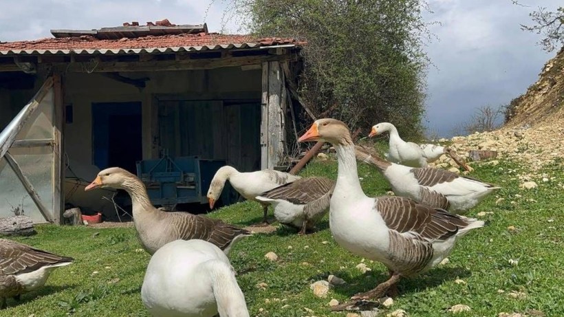 Almanya'dan Köyüne Döndü, Yaptığı İşle Herkesi Şaşırttı: Önce Ruhsat Alamadı Ama Şimdi İki Ülkeye İhracat İçin Gün Sayıyor - Resim: 2