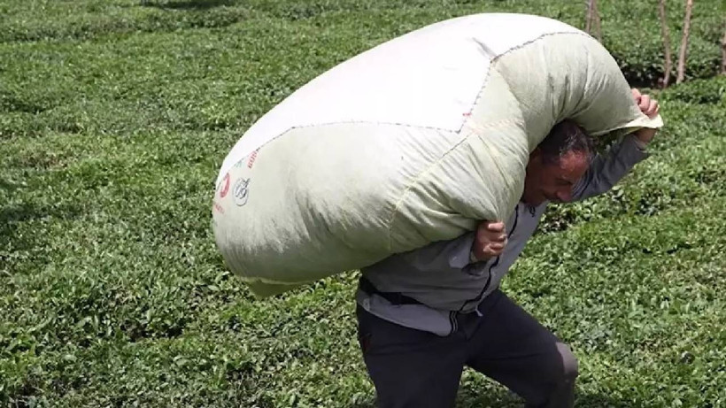 152 Bin Dekar Alanda Her Gün 12 Saat Boyunca Durmadan Çalışıyorlar! Günlük Kazancını Duyan Akın Ediyor - Resim: 1