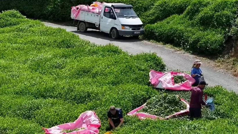 152 Bin Dekar Alanda Her Gün 12 Saat Boyunca Durmadan Çalışıyorlar! Günlük Kazancını Duyan Akın Ediyor - Resim: 4