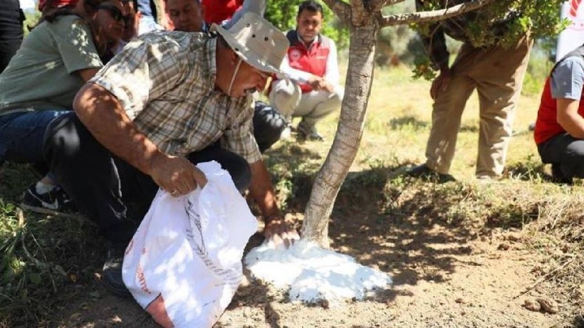 10 Yıl Önce Ekildi İlk Kez Hasat Yapılacak! Kilosu 30 Bin Lira, Yılda 3 Kez Hasat Yapılacak - Resim: 1