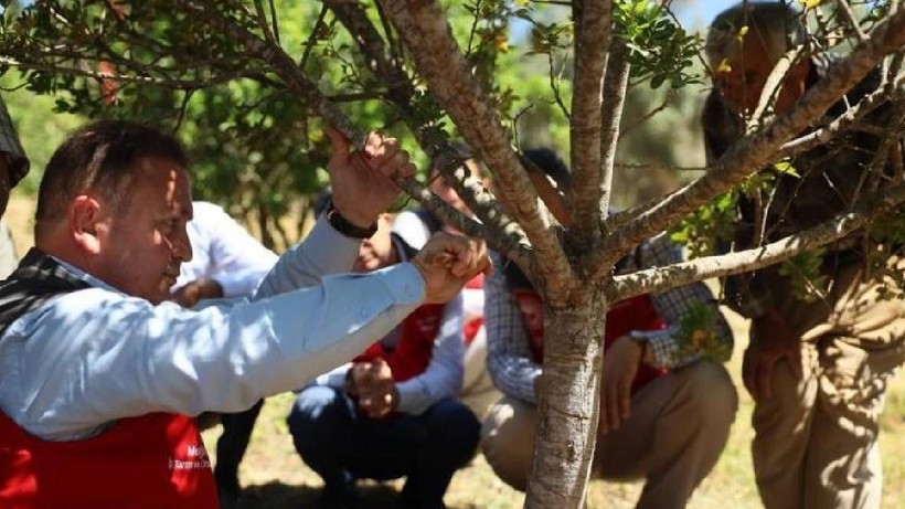 10 Yıl Önce Ekildi İlk Kez Hasat Yapılacak! Kilosu 30 Bin Lira, Yılda 3 Kez Hasat Yapılacak - Resim: 2