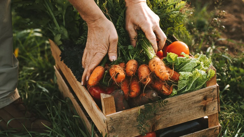 Salatanın Yanına Ekilirse İki Kat Hasat Ediliyor! Bu Sebzeler Birbirinden Besleniyor - Resim : 1