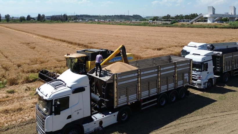 Yüz Güldüren Yılın İlk Hasadı Başladı, Ekipler Sahaya İndi! Dekar Başına 600 Kilo Elde Ediliyor - Resim: 3