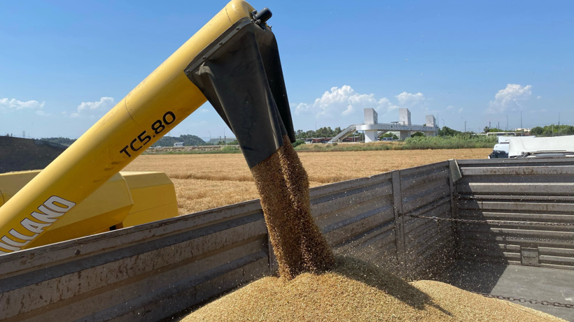 Yüz Güldüren Yılın İlk Hasadı Başladı, Ekipler Sahaya İndi! Dekar Başına 600 Kilo Elde Ediliyor - Resim: 1
