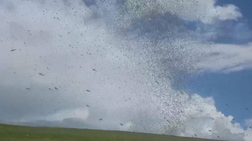 Her Yıl Aynı Manzara... Yeşil Sinekler İstila Etti! Göz Gözü Görmüyor - Resim: 6